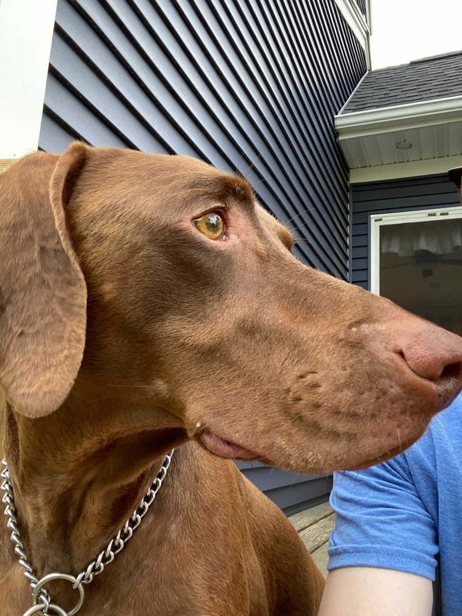 Ross' dog enjoying some time outside